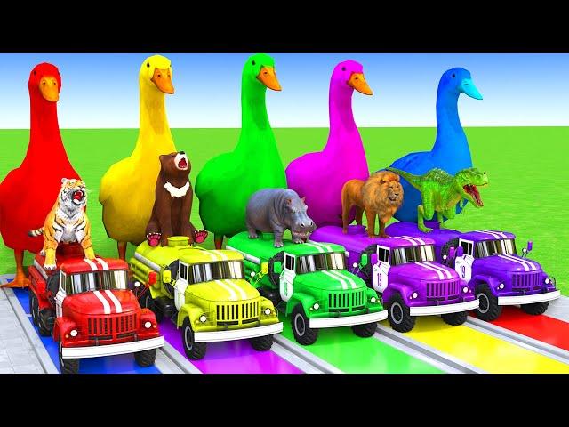 5 Giant Duck Cartoon,Cow,Elephant,Tiger,Lion,Dinosaur,Paint Wild Animals Crossing Fountain Animation