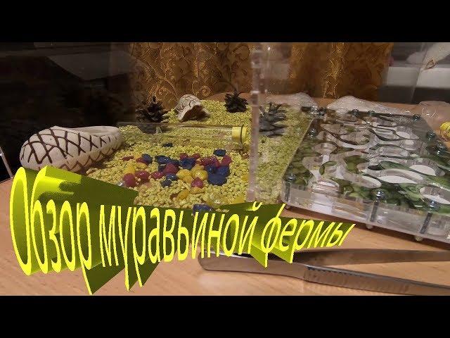 Обзор распаковка формикария от pro-ant