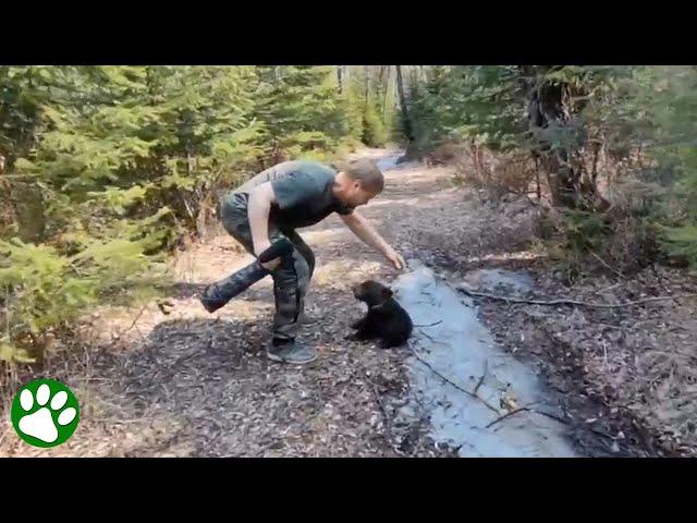 Rescue of a malnourished bear cub