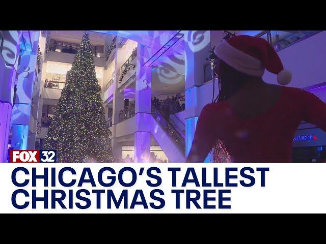 Chicago's tallest Christmas tree makes grand debut