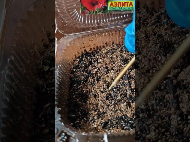 Петунии . Секреты 100% всходов.                      #nature # #garden #петуния