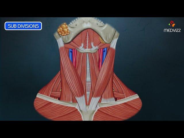 Anterior Triangle of Neck (Animated Video)