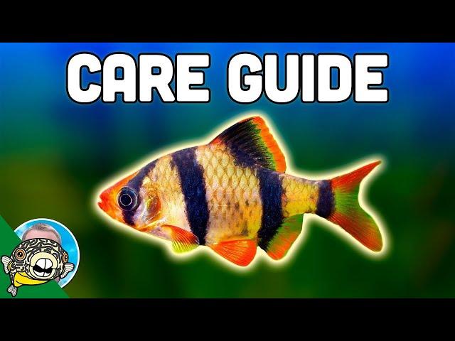 Tiger Barb Care Guide - Aquarium Co-Op