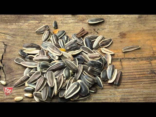 How to Choose Bird Seed | Tractor Supply Co.