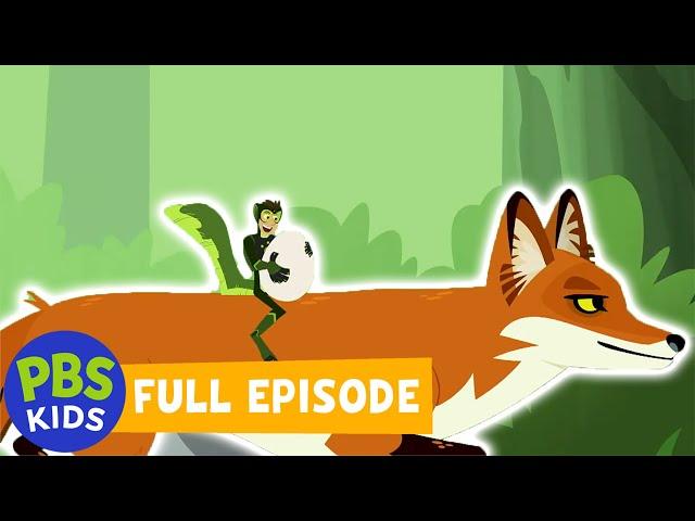 Wild Kratts FULL EPISODE | Outfoxed | PBS KIDS