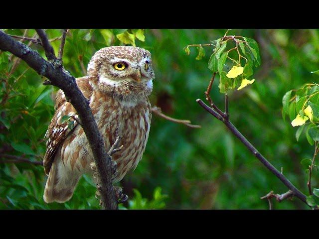 Сыч домовый (Athene noctua) - Little Owl | Film Studio Aves