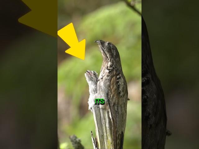 This bird is a master of hiding              #shorts
