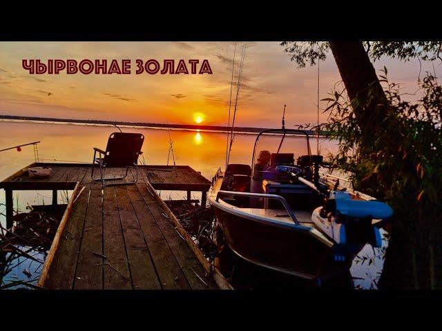 ЧЫРВОНАЕ ЗОЛАТА #fishing #rybkaest #gold