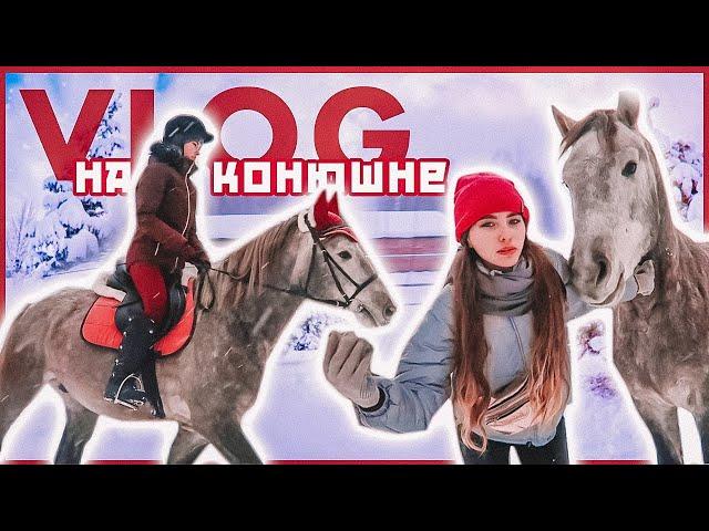 VLOG: Учим трюки, езжу верхом / День конника