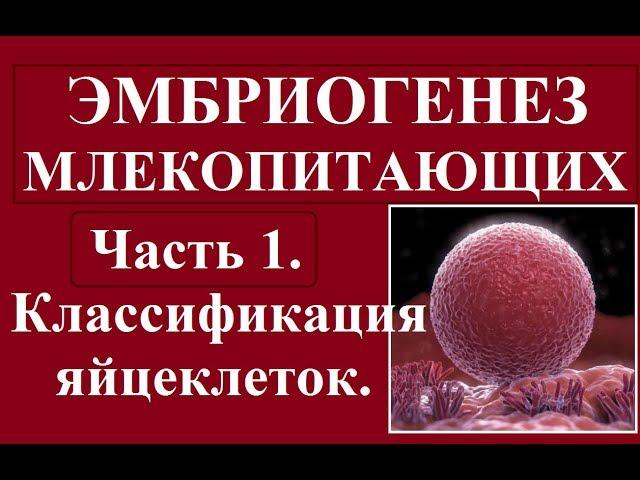 Эмбриология млекопитающих и человека. Ч.1. Классификация яйцеклеток и зигот.