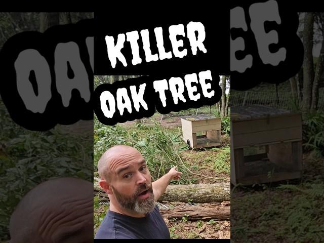 Huge Oak Tree Tried To Kill Us! #chicken #diychickencoop #family #diy #vlog #homestead #firewood