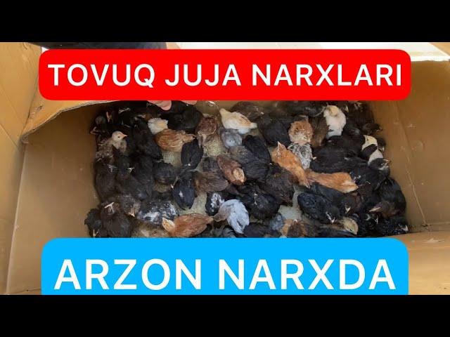 TOVUQ JUJALAR NARXI 19.04.2023 XORAZM BOGOT Biznes Tv