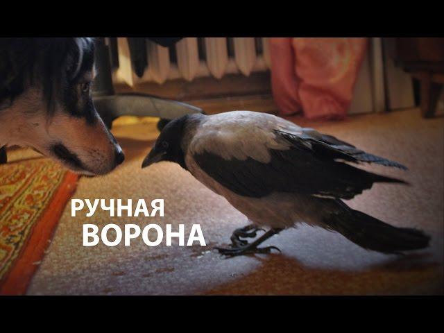 Ручная ворона Капля