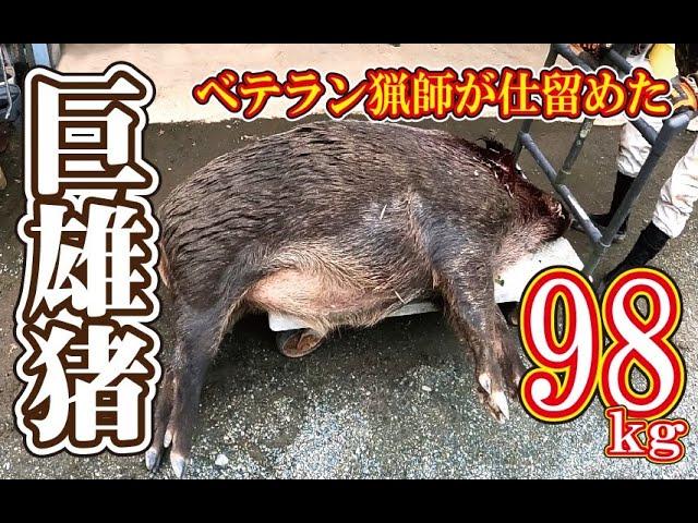 【猪猟】ベテラン猟師と巨雄猪 #猪猟 #犬 #犬動画 #狩猟 #有害鳥獣