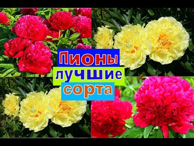 ПИОНЫ ЛУЧШИЕ СОРТА