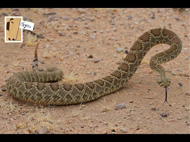 Mojave Green Rattlesnake