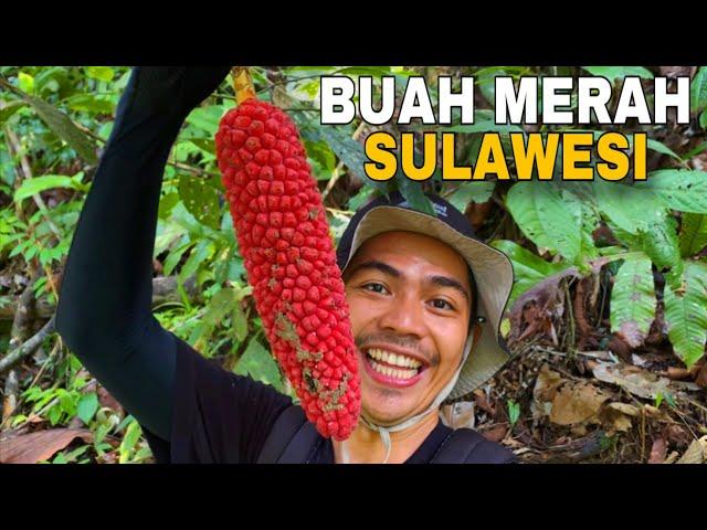 Buah-buahan dari Hutan sulawesi - Kin Survive Trip To hutan Sulawesi #1