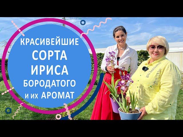 Красивейшие сорта ириса бородатого и их ароматы