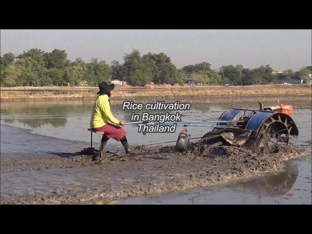 Rice cultivation in Bangkok, Thailand