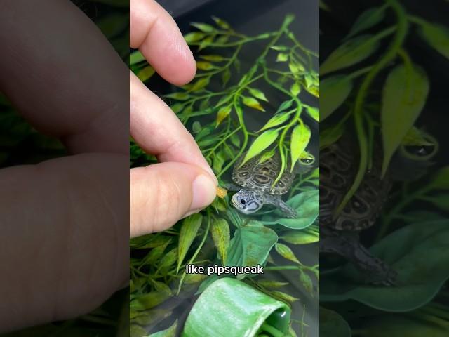 Want A BABY TURTLE?  WATCH THIS! ️