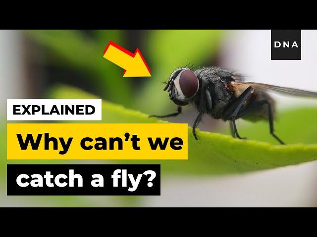 Explained | Why Can't we catch a Fly | Curious DNA