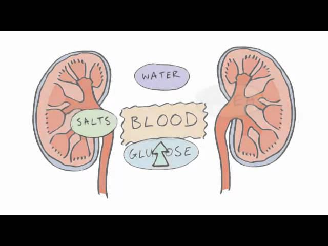 New GCSE BBC Bitesize - Homeostasis