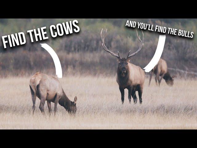 How to Find COW ELK During Hunting Season