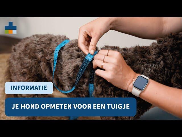 Je hond opmeten voor een tuigje - Medpets geeft tips!