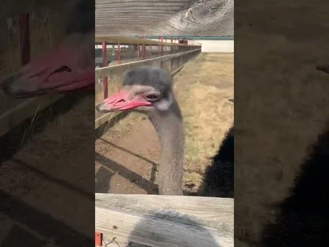 Страусиная ферма в Омске, Россия
