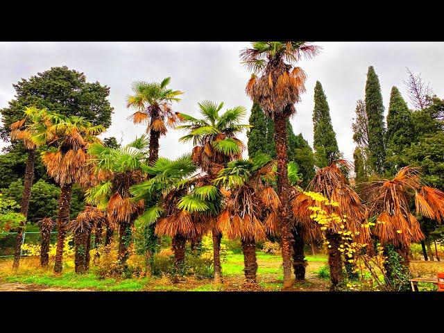 TERRIBLE CRIMEA. PALM TREES ARE DRYING IN YALTA. PLACES THAT TOURISTS AVOID.