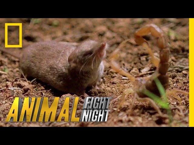 Psycho Shrew vs. Scorpion | Animal Fight Night