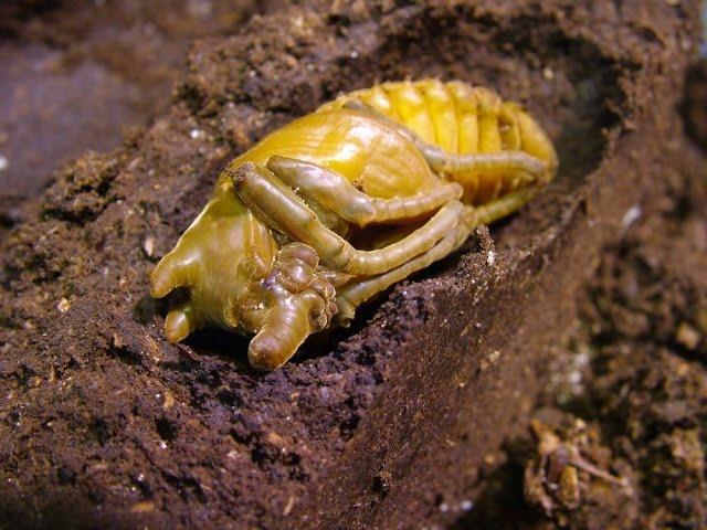 Chalcosoma atlas - Controling the rearing containers