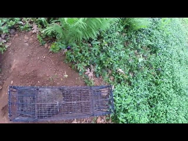 Releasing a Raccoon on site