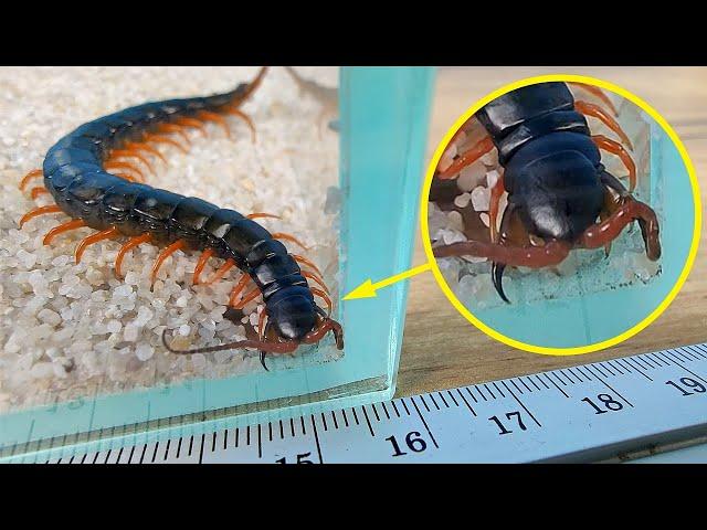 Found a huge poisonous Scolopendra in a package and kept it for myself!