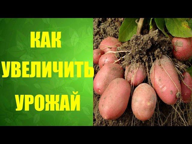 Выращивание #картофеля. Как с меньшей площади получить больше #урожайкартофеля.