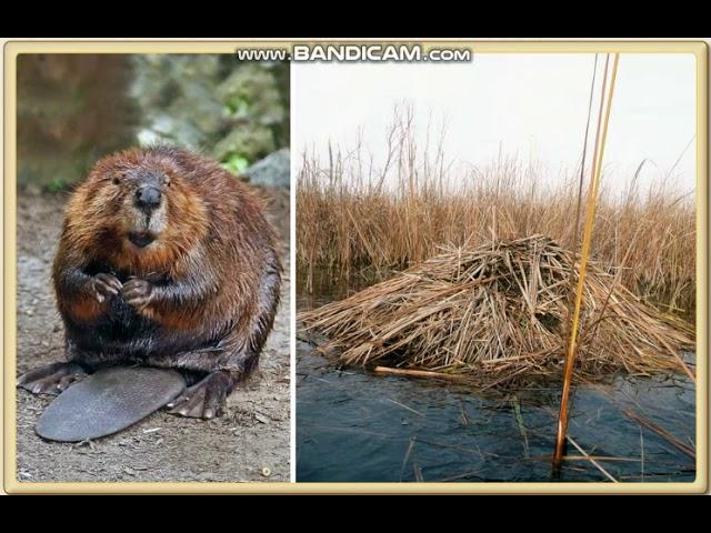 Красная книга России. Окружающий мир 1 класс УМК Перспектива.