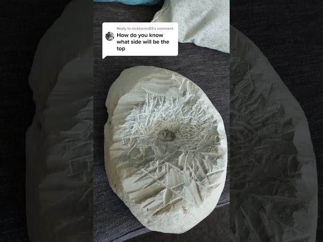 What side of the fossil is the top #fossil #science #geology #paleontology