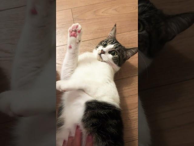 I LIKE HIM!  I GOT UNLI RUBS! #funnyanimls #cats #pets #furmom #furbaby #shorts #funnymoment