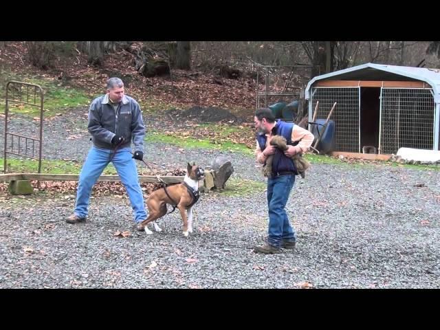 Schilling Law Dog's Training by Ken Schilling