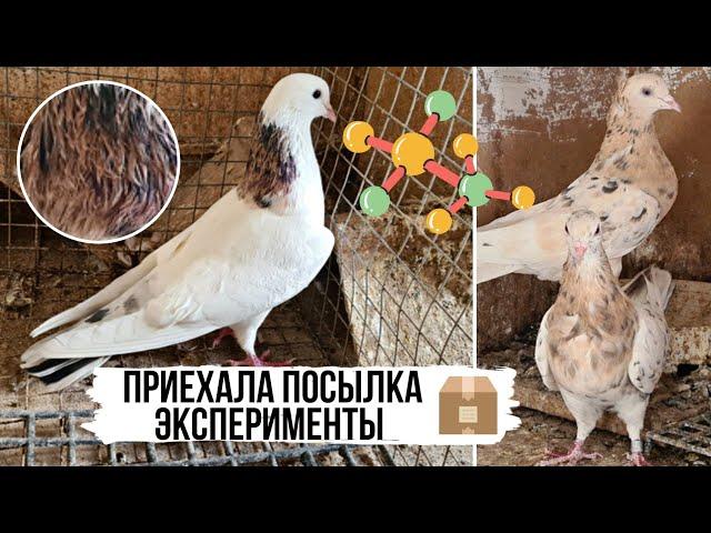 Эксперименты продолжаются! Бакинские мраморные голуби | Мраморные шейки