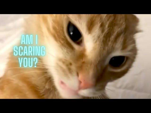 Orange Cat Behavior