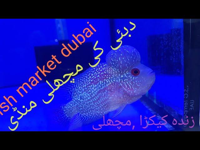 dubai fish market ki sair/machli market dubai