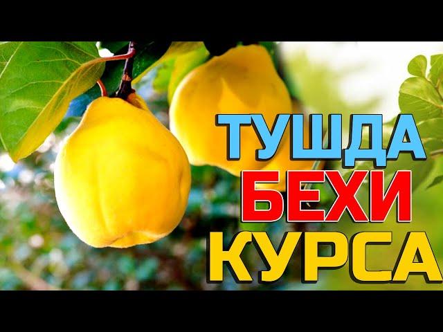 Тушда Бехи курса  - Tushda Behi ko'rsa