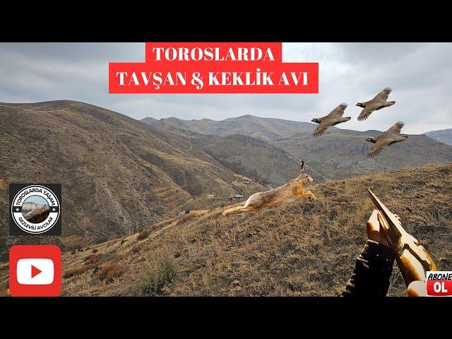 Tavşan Keklik Avı (Tavşanlar kalkmıyor)rabbit hunting охота на кроликов صيد الارنب partridge hunting