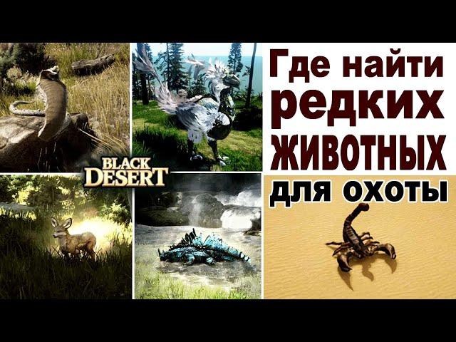 Где найти редких животных для охоты в BDO - Black Desert (MMORPG)