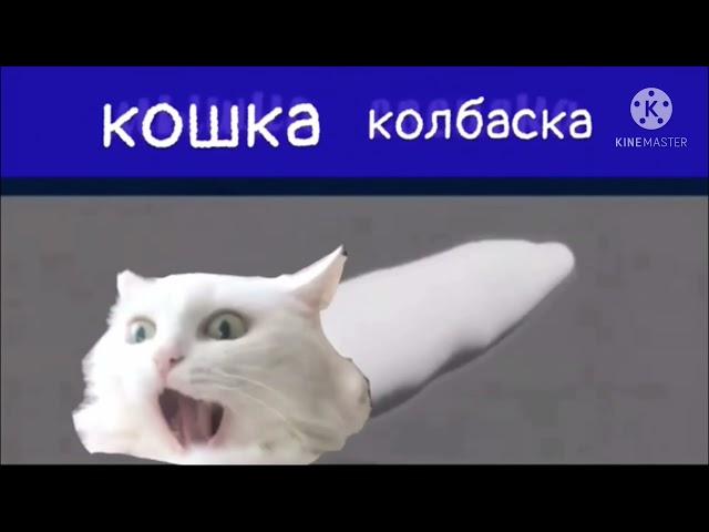 кошка колбаска 