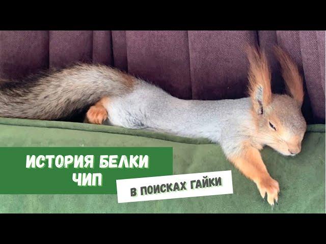 История Белки Чип. #squirrel