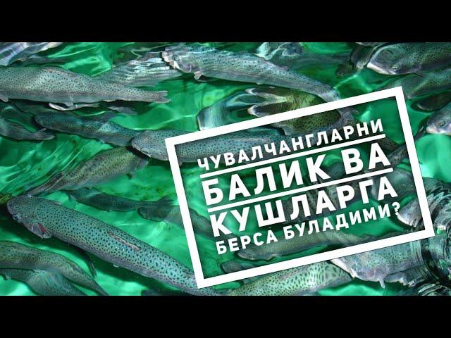 Чувалчангни балик-товукларга берса буладими? Биогумус ишлаб чикариш сирлари BIOGUM.uz Пётр Плеханов