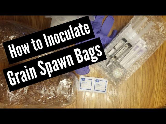 How to Inoculate Grain Spawn Bags