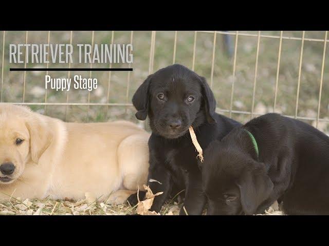 The Puppy Stage With Brookstone Kennels Performance Gundogs - Hunting Dog Training